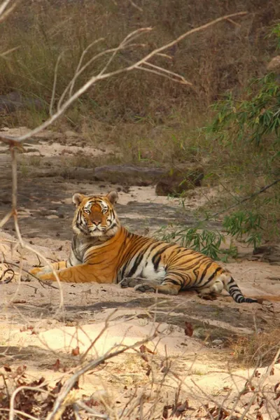 Tigre du Bengale