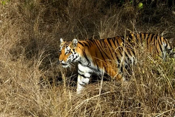 Tigre du Bengale