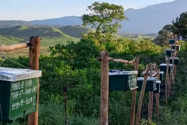 Barrière de ruches en Tanzanie