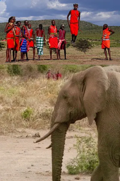 Eléphant et Maasaï