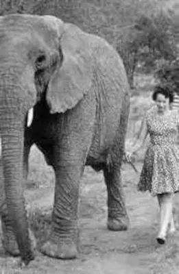 Daphné Scheldrick et éléphant
