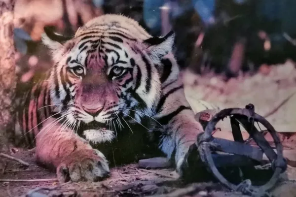 Tigre dont la patte avant gauche est prise au piège