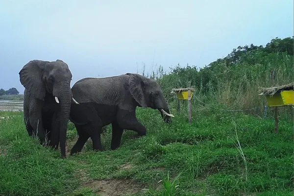 Eléphants le long de la barrière de ruches