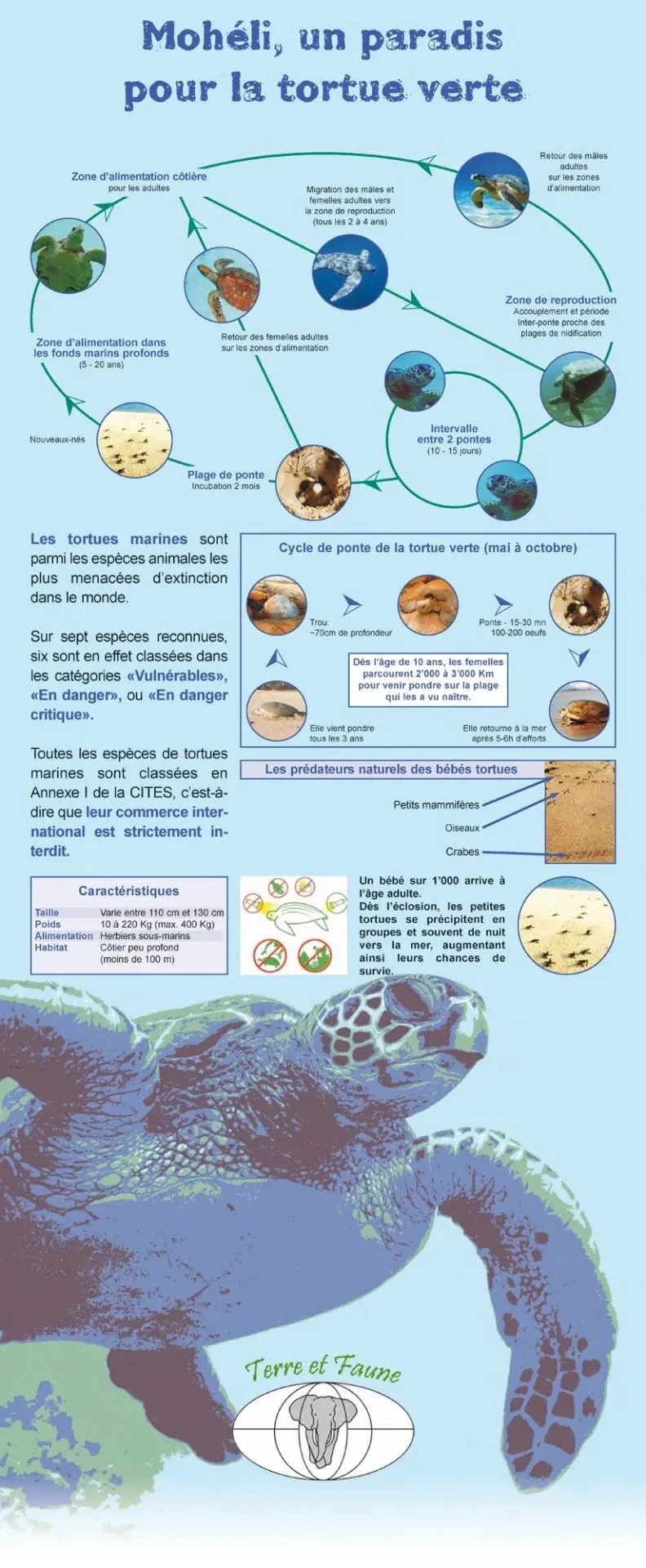 Panneau : Mohéli, un paradis pour la tortue Panneau : Mohéli, un paradis pour la tortue