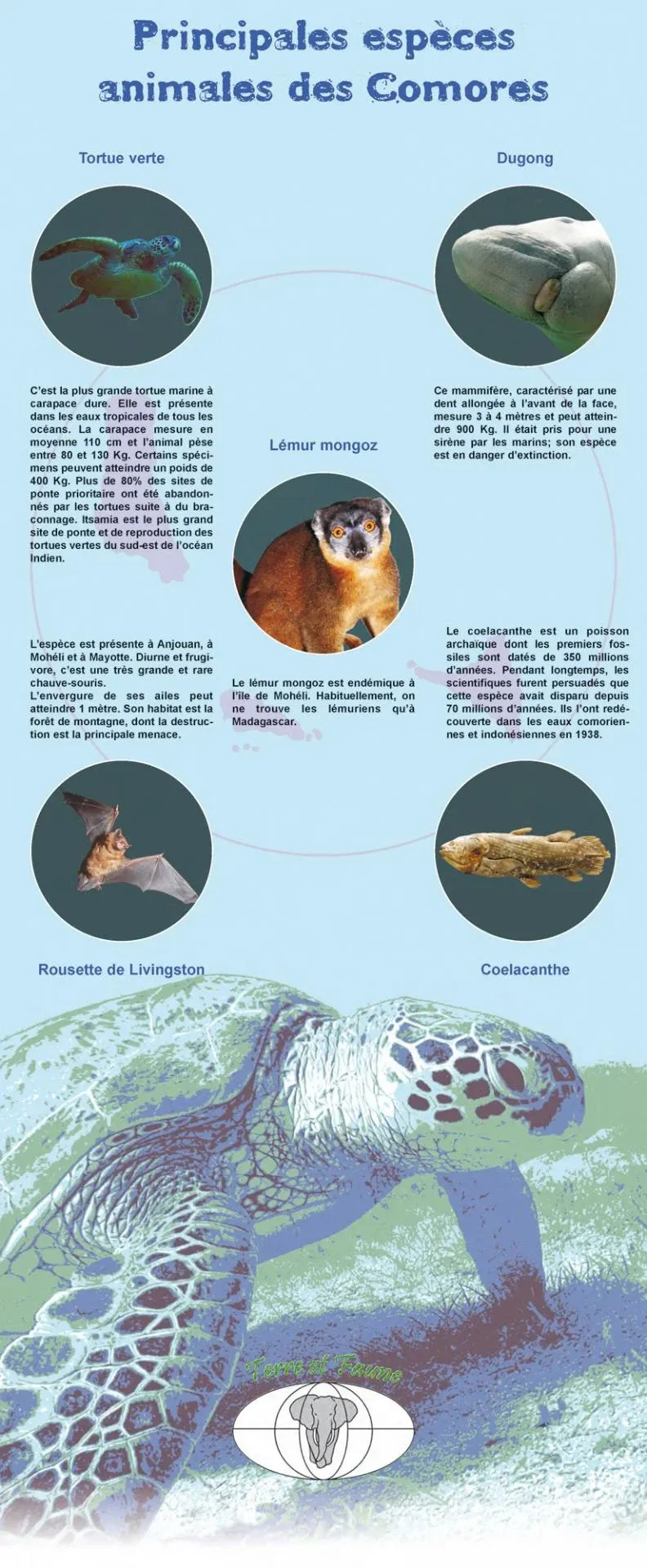 Panneau : principales espèces animales des Comores Panneau : principales espèces animales des Comores