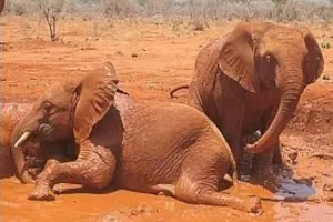 Tassia et Shimba Tassia et Shimba