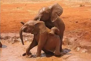 Tassia et Shimba Tassia et Shimba
