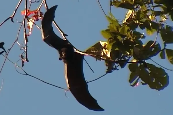 Chauve-souris de Livingstone