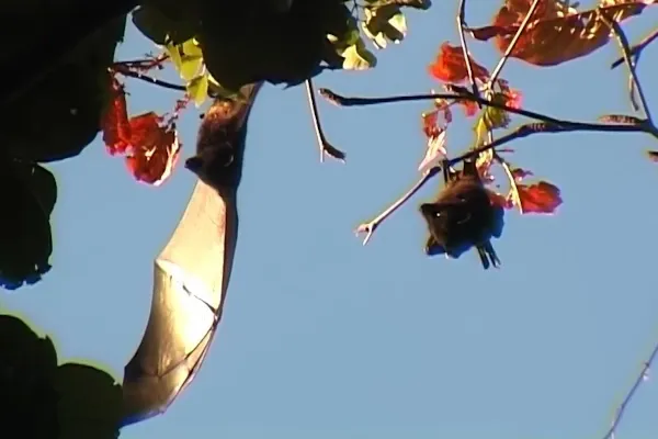 Chauve-souris de Livingstone