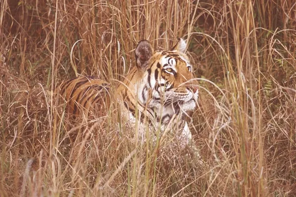 Tigre img0264