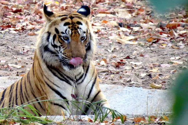 Tigre img0451