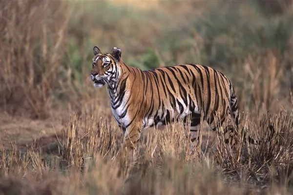 Tigre en Inde