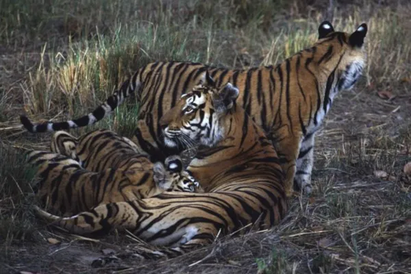Tigre img0482