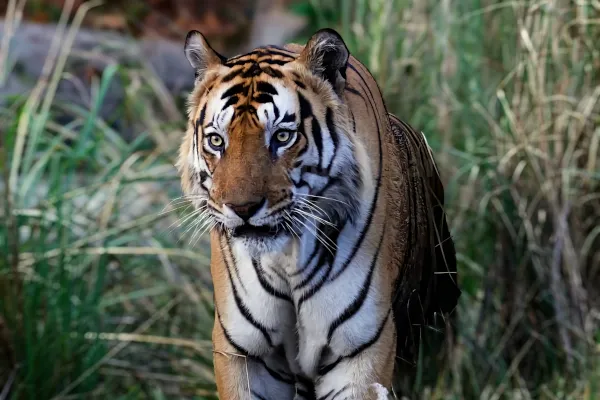 Tigre Tigre