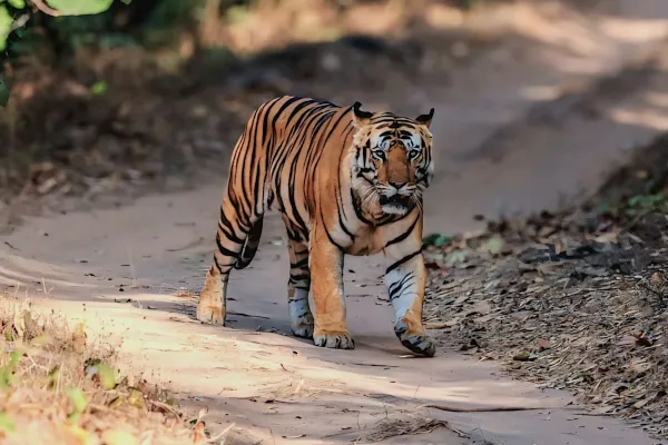 Tigre img0720
