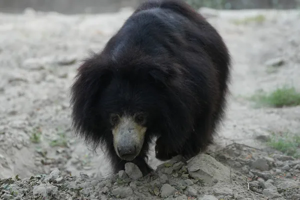 Ours lippu Ours