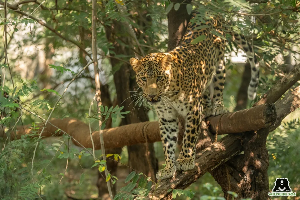 Simba, l'ambassadeur de Terre et Faune