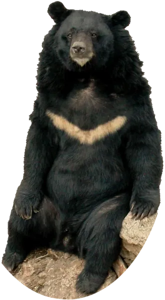 Ours lippu