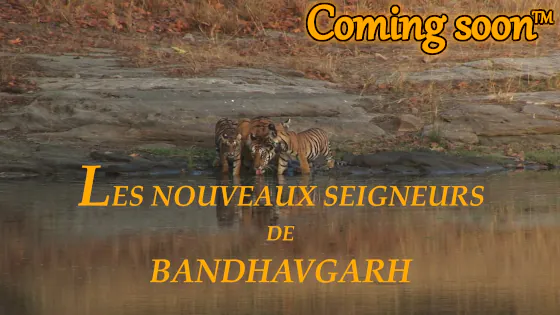 Les nouveaux seigneurs de Bandhavgarh sur YouTube